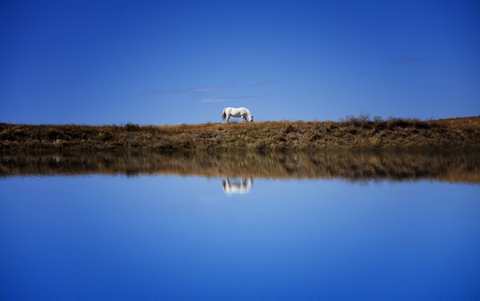 White horse grazing on a grassy hill with reflection in water