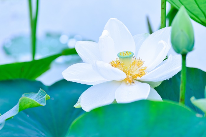 White Lotus Flower and Bud 4K