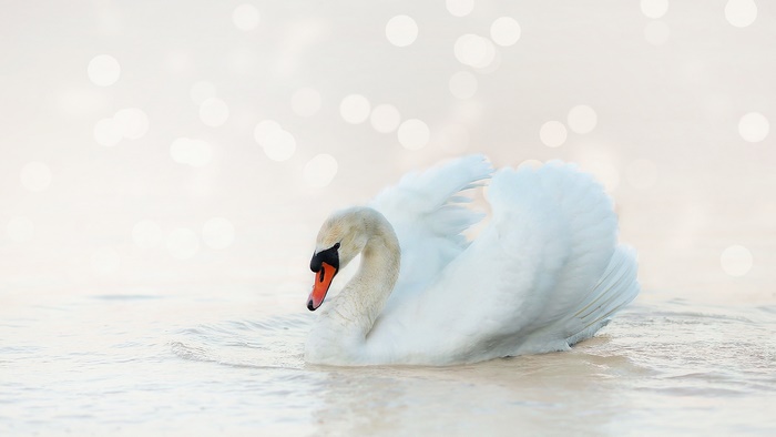 White Swan on Water with Bokeh Background