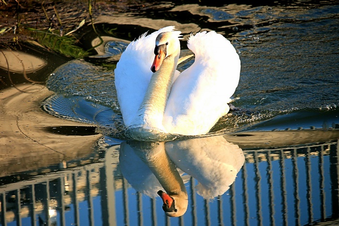 Mute Swan with Reflection in Water