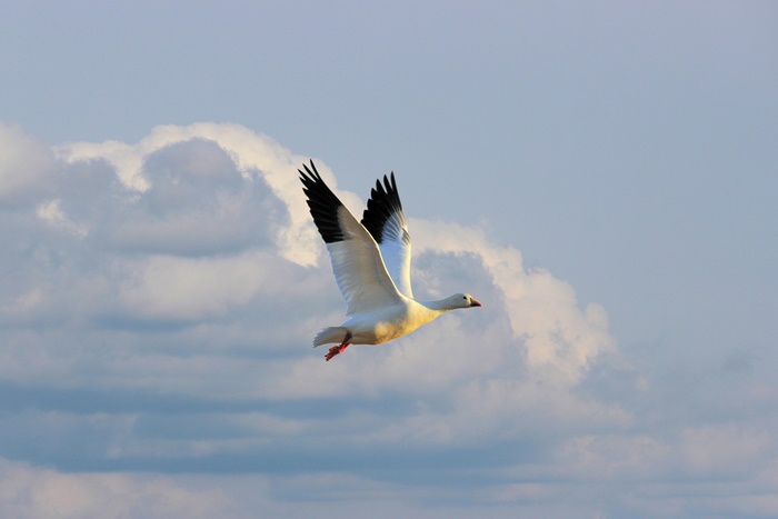 Snow Goose in Flight with Clouds