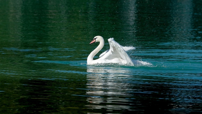 Mute Swan Gliding on Water in 4K