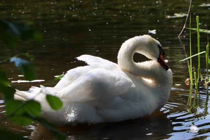 Graceful Mute Swan Gliding on Water
