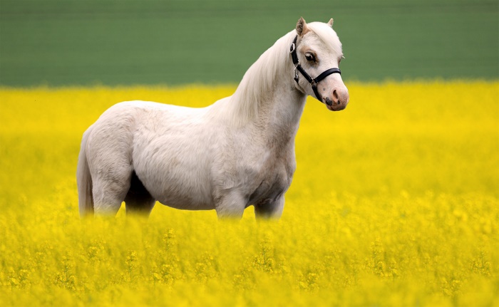 White miniature horse in a field of yellow flowers