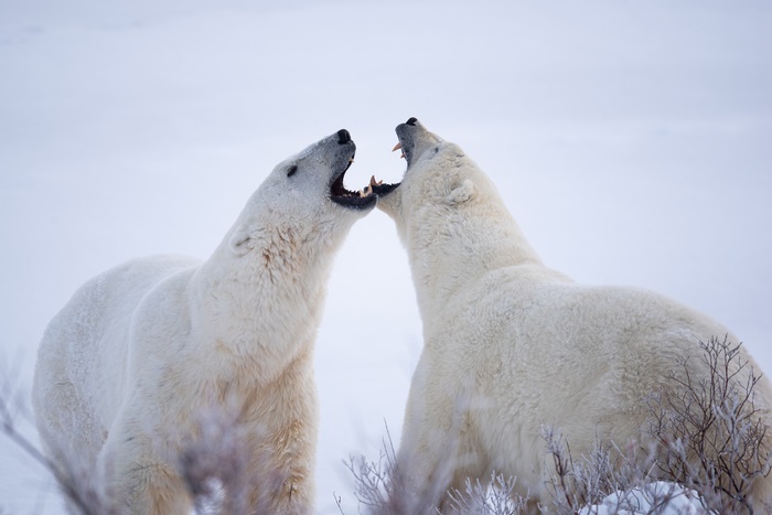 Two polar bears fighting in the snow