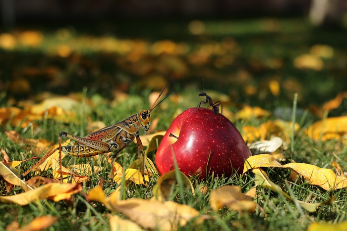 Grasshopper and Ant by Red Apple in