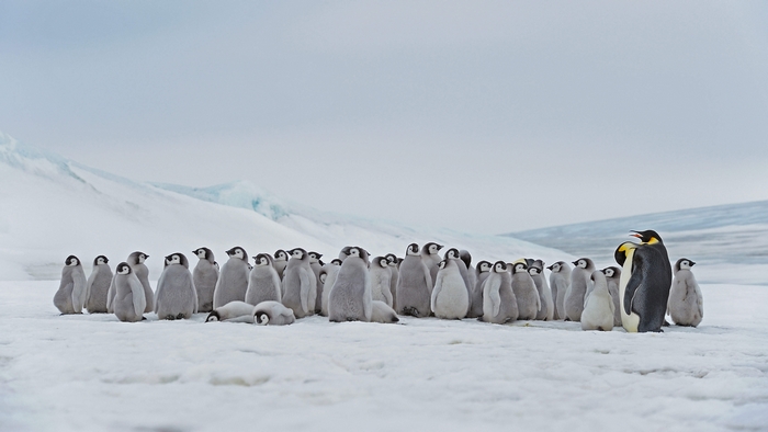 Emperor Penguin HD, Antarctica, Penguin, HD Wallpaper | Rare Gallery