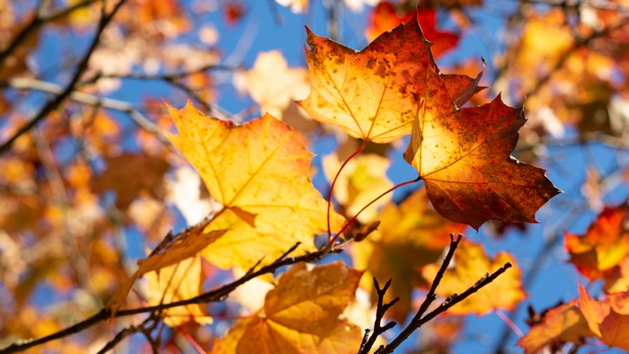 Autumn Maple Leaves in Sunlight
