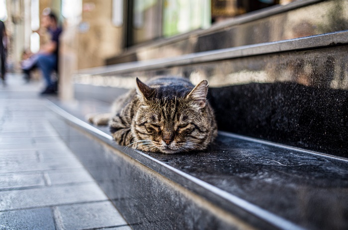 Tabby cat sleeping on stone steps