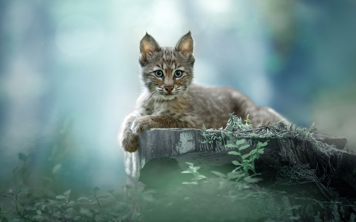 Baby Lynx Cub on a Log in Forest