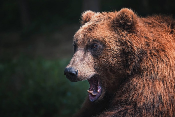 Brown bear yawning in a forest