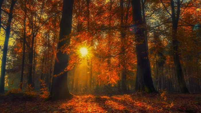 Forest in Fall with Sunlight