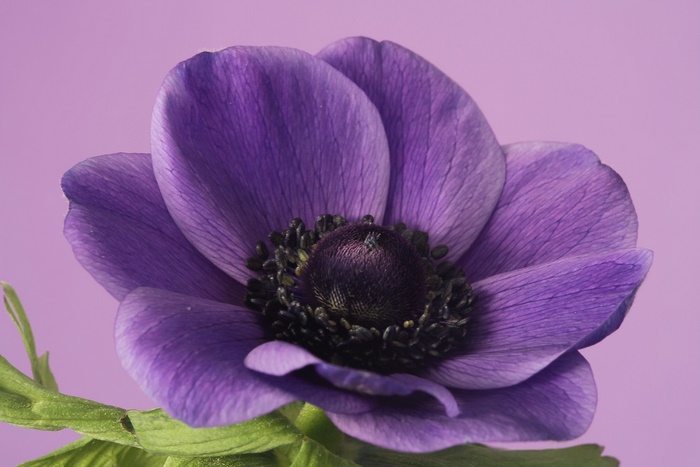 Purple Anemone Flower