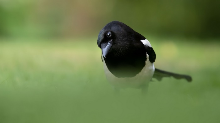 Magpie bird on blurred green background