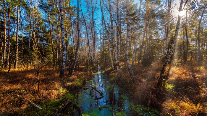 Forest with a small river and birch trees