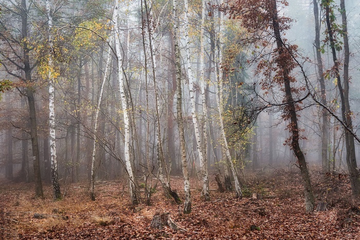 Forest in Fall with Birch Trees and Fog