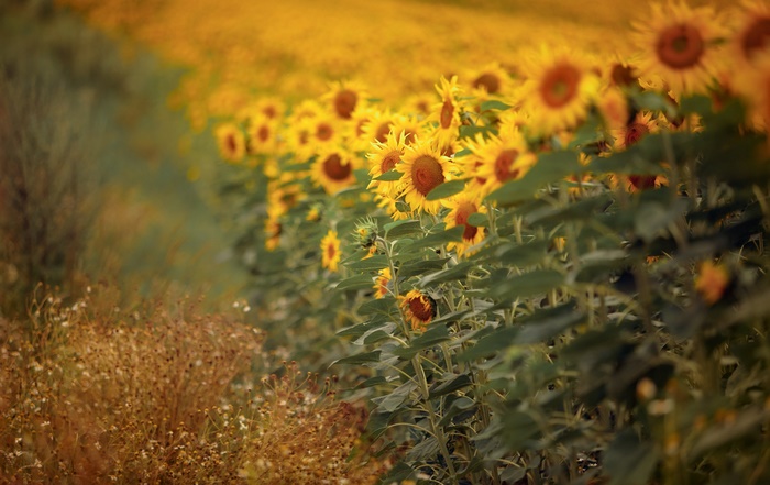 Field of sunflowers with blurred background