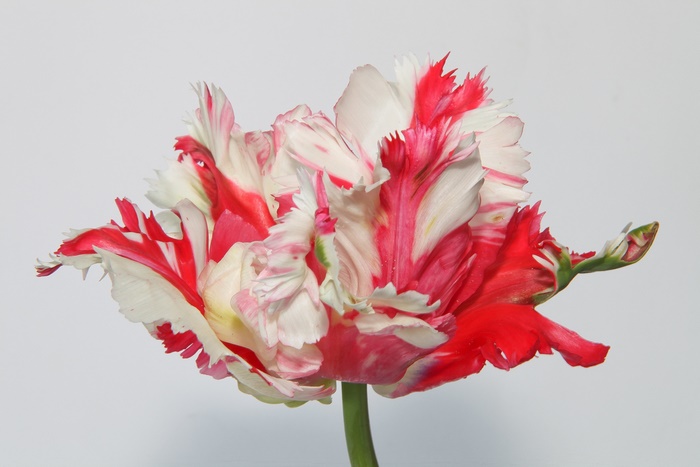 Parrot Tulip with Red and White Petals