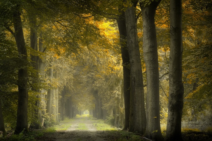 Path through a sunlit forest in autumn