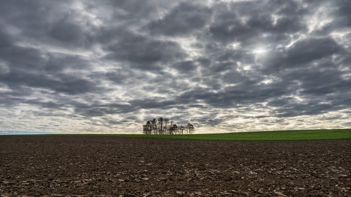 Field with trees and dramatic clouds