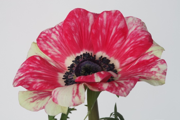 Pink and white Anemone flower with dark center
