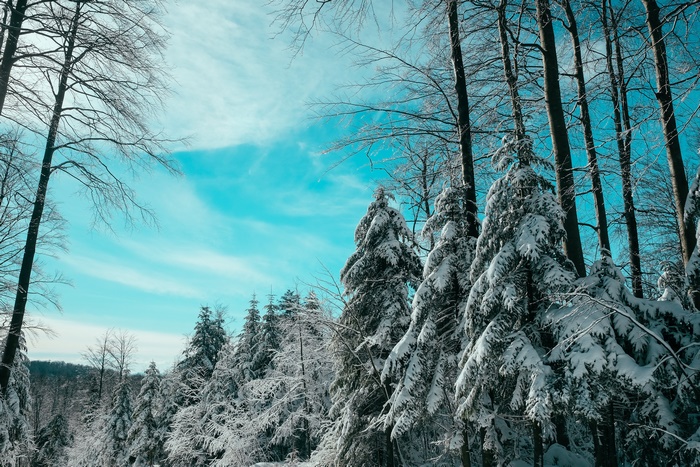 Snowy Forest with Blue Sky