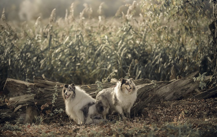 Two Shetland Sheepdogs in a forest setting