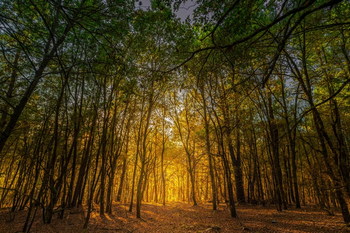 Forest with Sunlight in Fall 4K