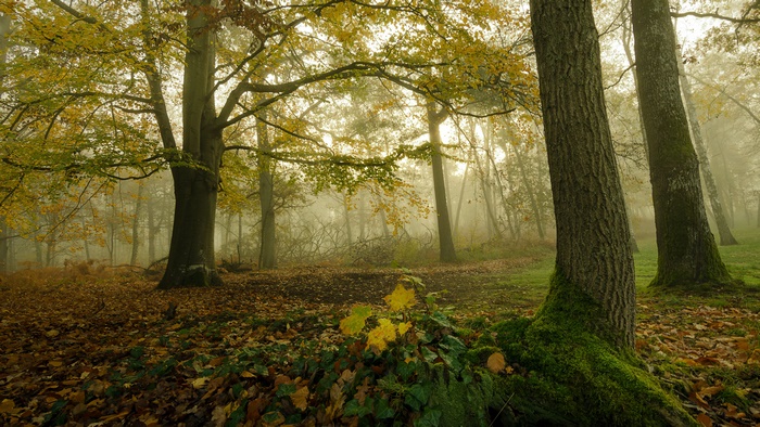 Forest in Fall with Moss