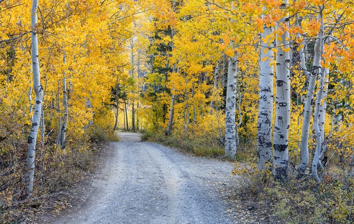 Gravel road through a forest with yellow aspen trees in autumn