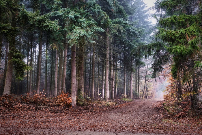 Dirt path through a pine forest in autumn