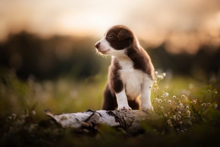 Brown and white puppy sitting on a log