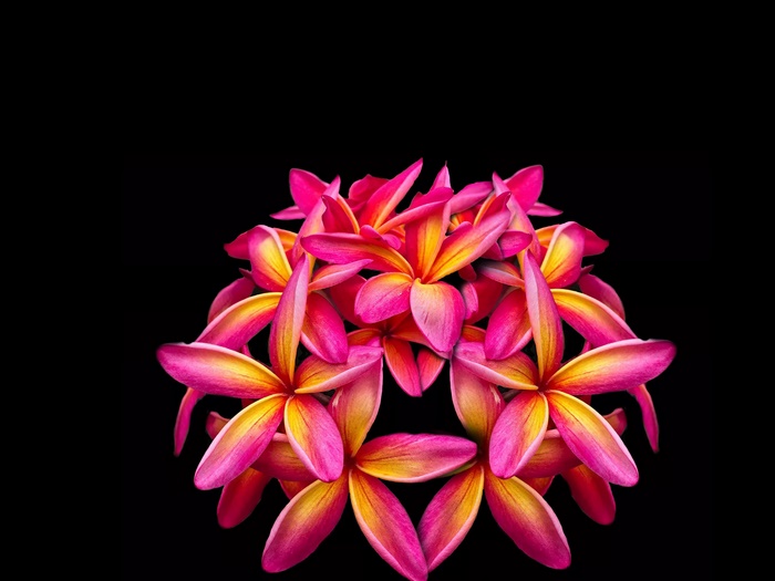 Vibrant Frangipani Blooms in 4K Detail