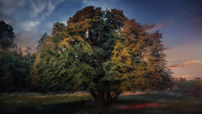 Giant Tree in a Field at Dusk