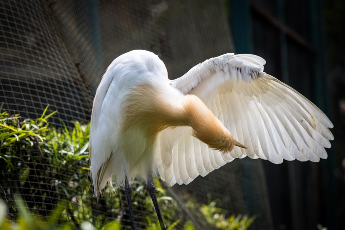 Cattle Egret bird with orange neck and white wings