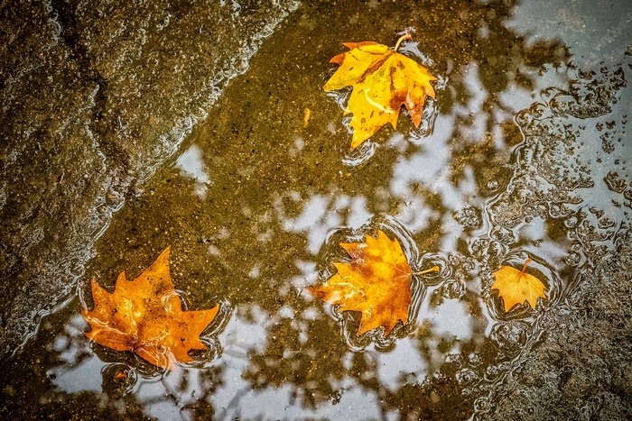 Autumn leaves floating in a puddle