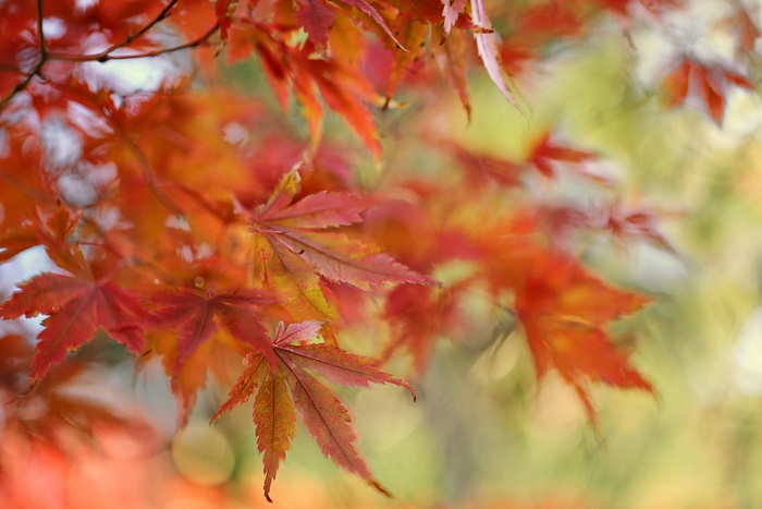 Red Maple Leaves in Autumn