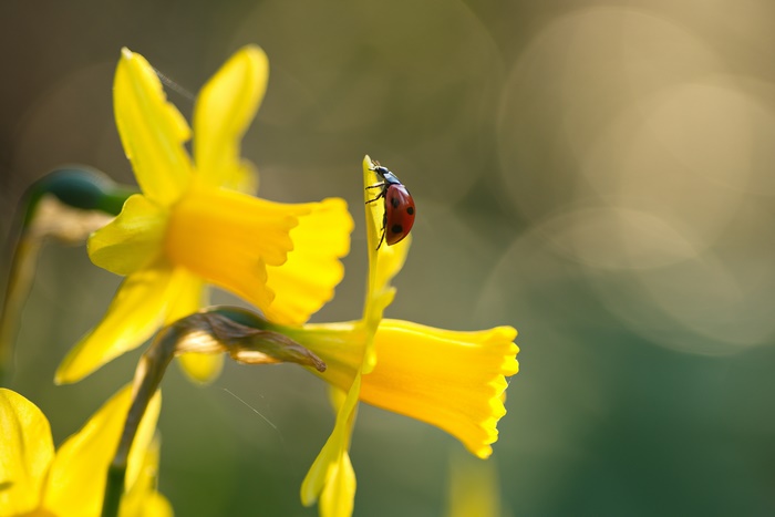 Ladybug on a Yellow Daffodil in Macro