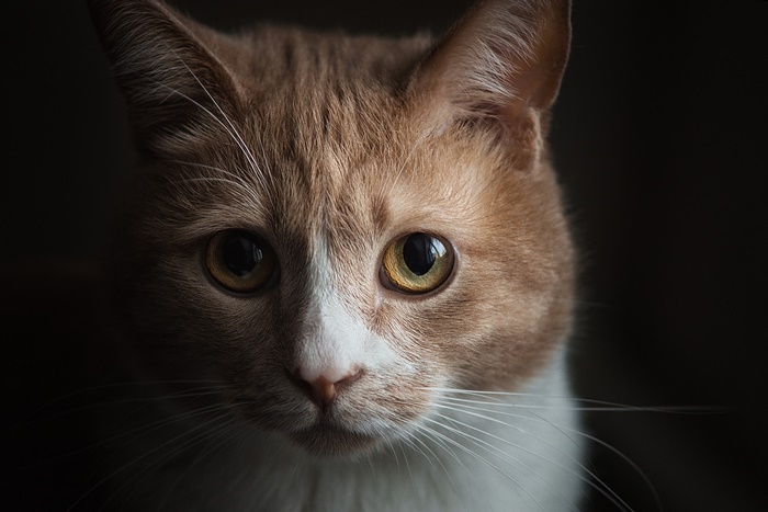 Close-up of an orange and white cat's face