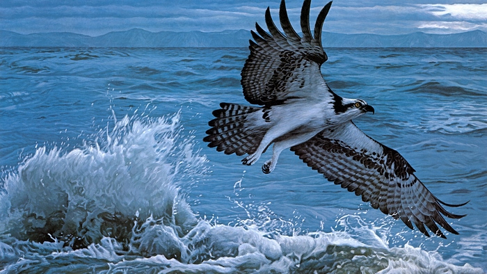 Osprey flying from the sea