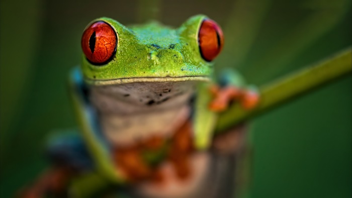 Red-eyed tree frog on a branch