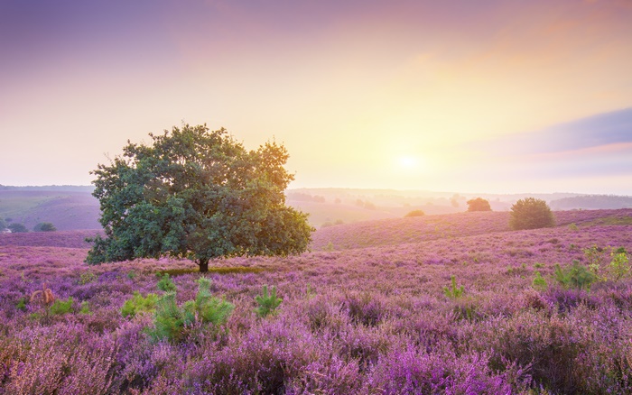 Purple Heather Field at Sunrise