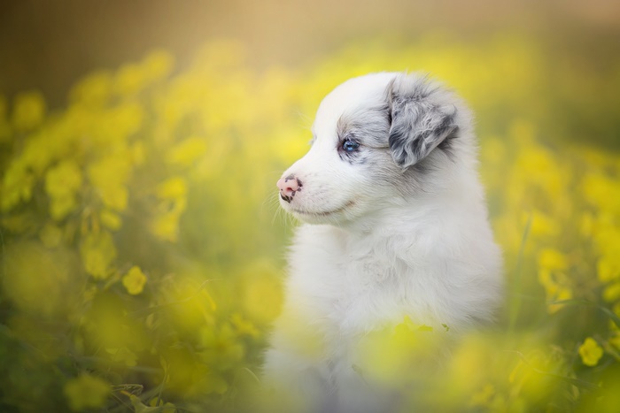 Blue-eyed Border Collie puppy in yellow flowers
