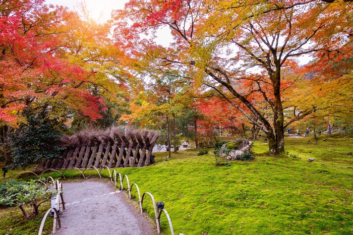 Autumn park with colorful trees and mossy ground