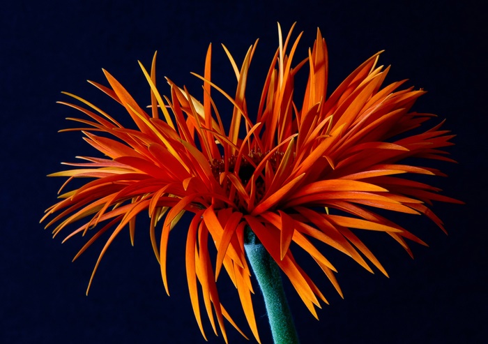 Orange Gerbera flower macro shot