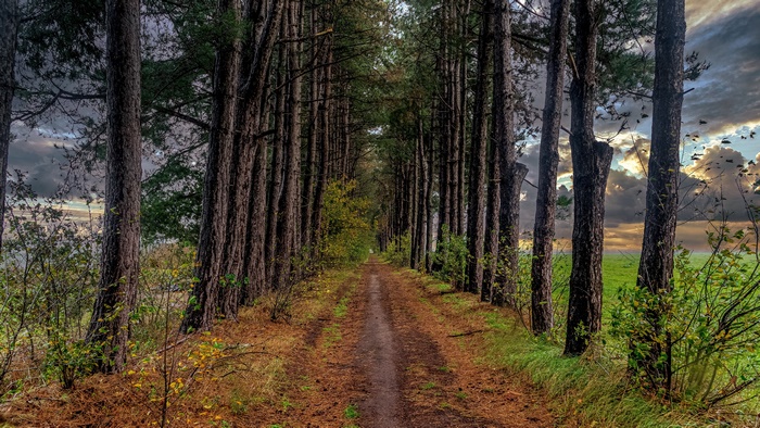 Path through a pine forest