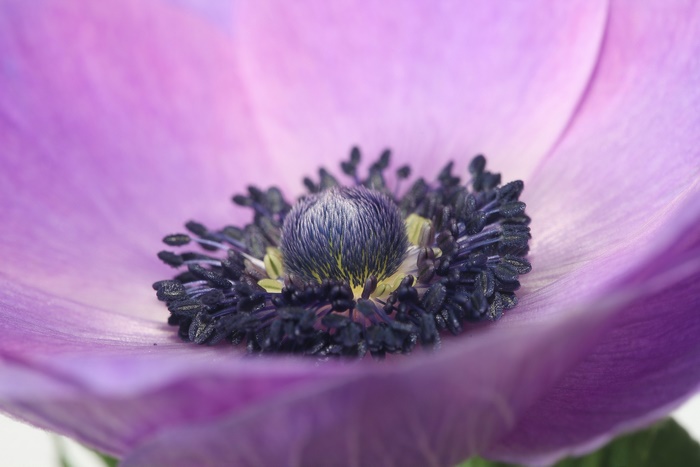 Macro shot of a purple Anemone flower