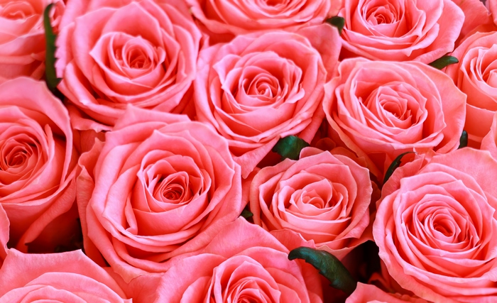 Pink Rose Bouquet 4K