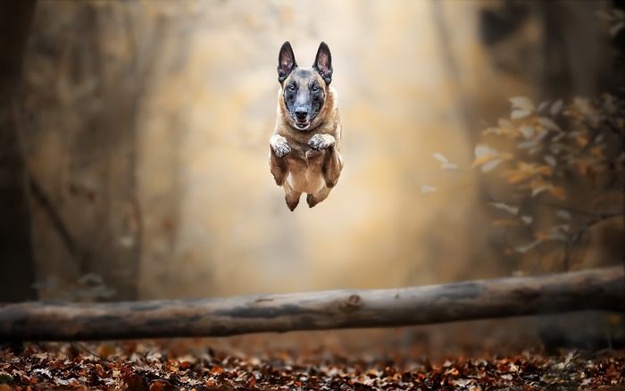 Belgian Malinois jumping over a log