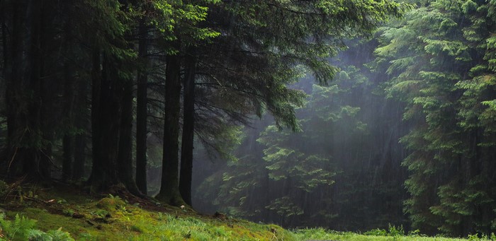 Rain falling in a dark, misty forest with tall trees